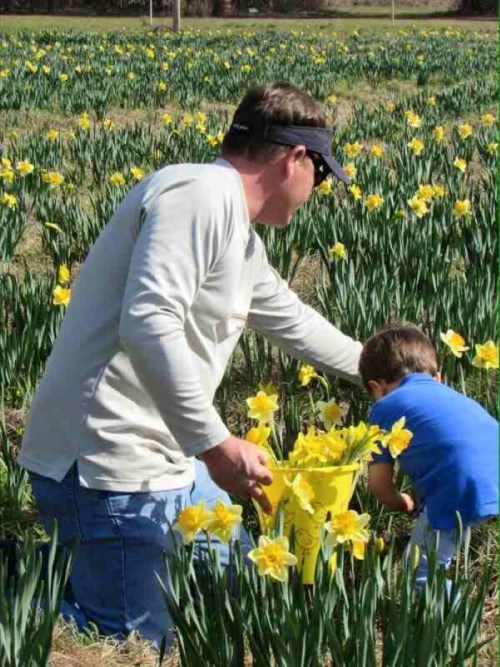 A man and a child gather yellow daffodils in a field, surrounded by green foliage under a sunny sky.