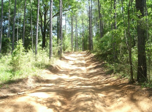 A dirt path winding through a lush green forest with tall trees on either side.