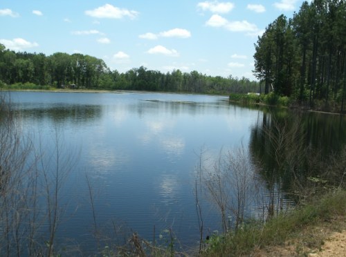 A serene lake surrounded by trees, reflecting clouds in the water under a clear blue sky.