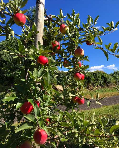 A close-up of red apples hanging from a green tree branch against a clear blue sky.