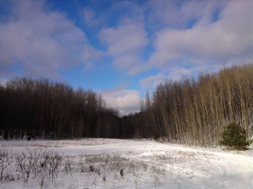 A snowy landscape with bare trees and a blue sky dotted with clouds.