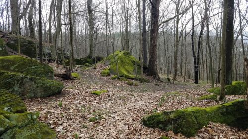A forest scene with bare trees, moss-covered rocks, and a carpet of dry leaves on the ground.