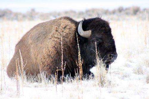 A bison resting in a snowy field, surrounded by tall grasses and a winter landscape.