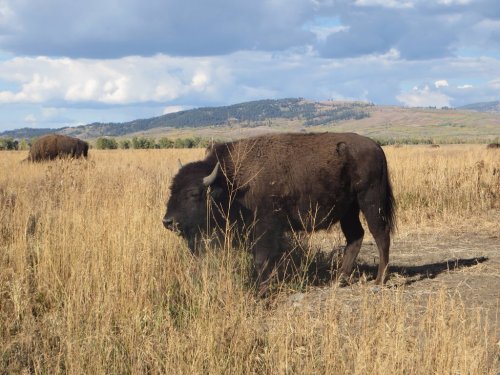A bison grazing in a grassy field with mountains and cloudy skies in the background.