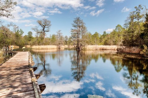 A serene wetland scene with a wooden boardwalk, calm water reflecting trees and clouds under a blue sky.