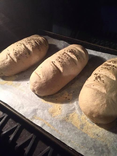 Three loaves of bread resting on a baking tray lined with parchment paper, sprinkled with cornmeal.