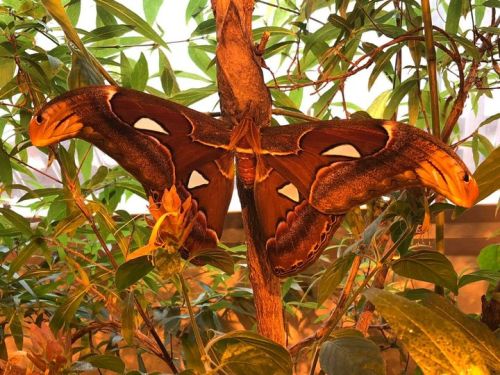 A large, vibrant butterfly with brown and orange wings perched on a tree branch among green leaves.