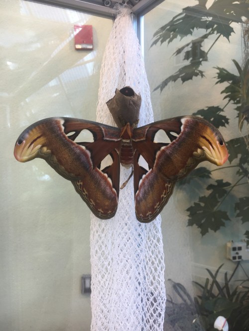 A large, colorful butterfly with intricate patterns resting on a white netting in a greenhouse setting.