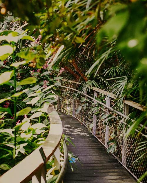 A winding wooden pathway surrounded by lush green foliage and vibrant plants in a tropical setting.