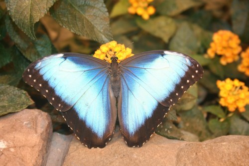 A vibrant blue butterfly with black edges rests on yellow flowers, surrounded by green foliage.