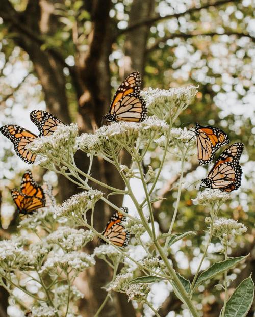 A cluster of butterflies perched on white flowers, surrounded by greenery and soft, blurred background.