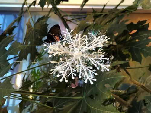 A black butterfly rests on a white, snowflake-shaped decoration among green leaves.