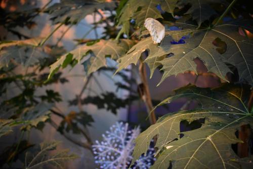 A butterfly rests on green leaves, with a soft background of blue and hints of light.