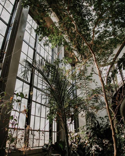 A lush indoor garden with tall plants and large windows, allowing natural light to filter through.