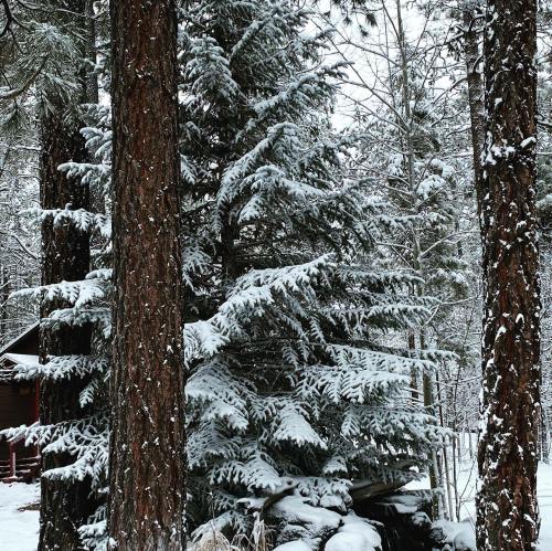 Snow-covered evergreen trees surround a rustic cabin in a serene winter landscape.