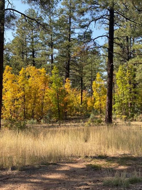 A forest scene with tall pine trees and vibrant yellow foliage among grassy ground cover.