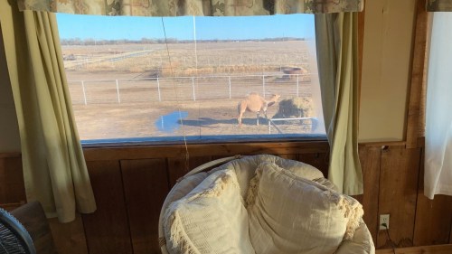 A cozy room with a chair, showing a camel outside through a window, with a field and fence in the background.