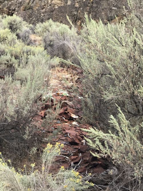A rocky path covered with scattered debris, surrounded by green shrubs and dry vegetation.
