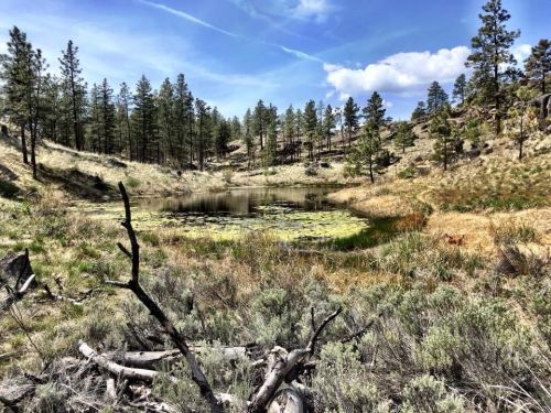 A serene landscape featuring a pond surrounded by tall trees and grassy areas under a blue sky with scattered clouds.