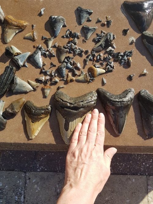 A hand rests on large fossilized shark teeth, surrounded by smaller teeth and fragments on a flat surface.