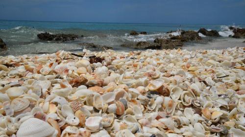 A sandy beach covered in a variety of seashells, with gentle waves lapping at the shore in the background.