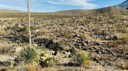 A desert landscape featuring rocky terrain, sparse vegetation, and distant hills under a clear blue sky.