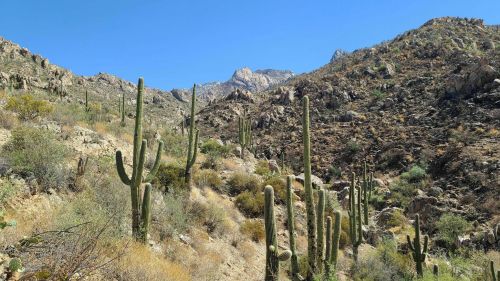 A desert landscape featuring tall cacti amidst rocky hills and clear blue skies.