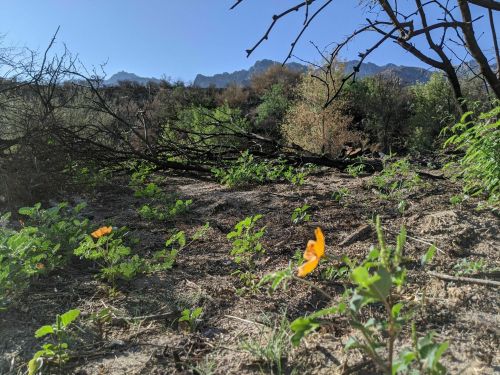 A close-up of orange flowers and green plants in a dry landscape with mountains in the background under a clear blue sky.