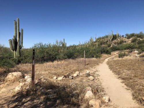 A desert trail lined with cacti and shrubs under a clear blue sky. Trail markers are visible along the path.