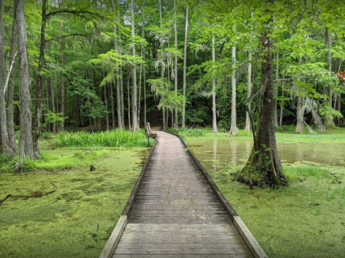 A wooden walkway leads through a lush green forest, surrounded by water and tall trees.