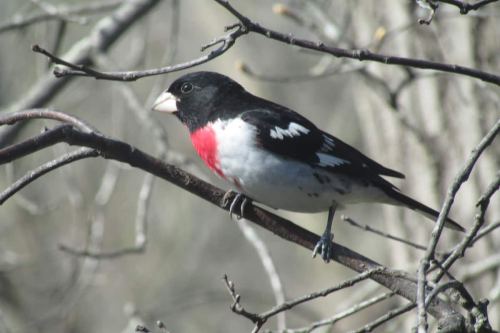 A colorful bird with a black head, red chest, and white wings perched on a branch among bare twigs.