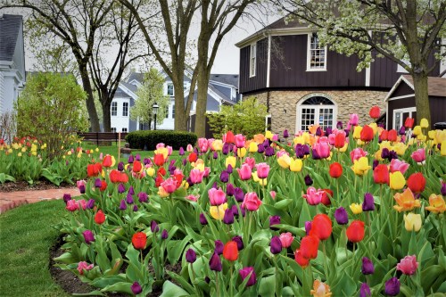 A vibrant garden filled with colorful tulips in various shades, surrounded by trees and houses in the background.