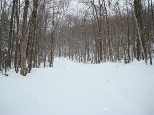 A snowy path winding through a forest of bare trees on a winter day. Snowflakes gently fall from the sky.