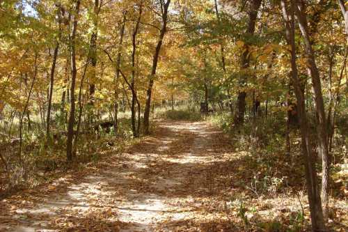 A winding dirt path through a forest with vibrant autumn leaves and trees.