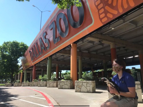 A zookeeper in a mask holds a penguin outside the Dallas Zoo entrance, with the zoo sign visible above.
