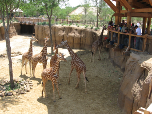 A group of giraffes in a zoo exhibit, with visitors observing from a wooden platform above.