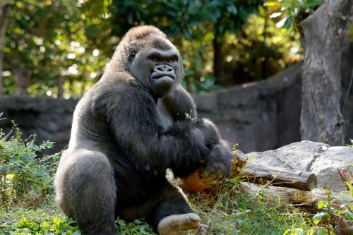 A gorilla sitting on the ground, surrounded by greenery, with a thoughtful expression.