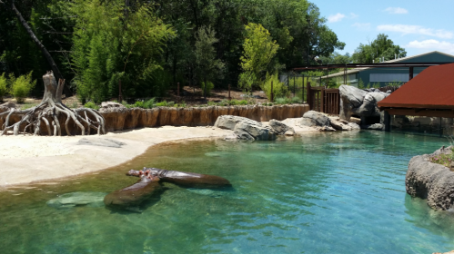 A serene zoo habitat featuring a clear pool with rocks and a hippo lounging on a log under a blue sky.