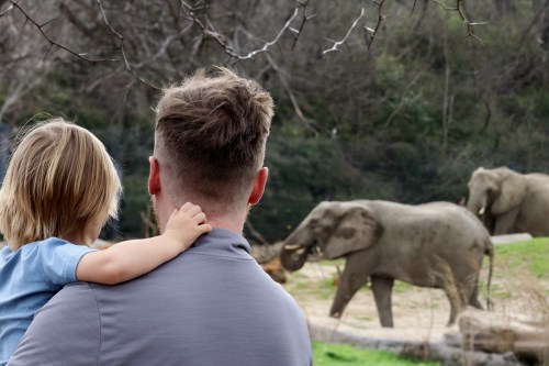 A parent holds a child while watching elephants in a natural setting.