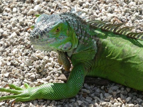 A close-up of a green iguana resting on a bed of small pebbles, showcasing its textured skin and vibrant colors.