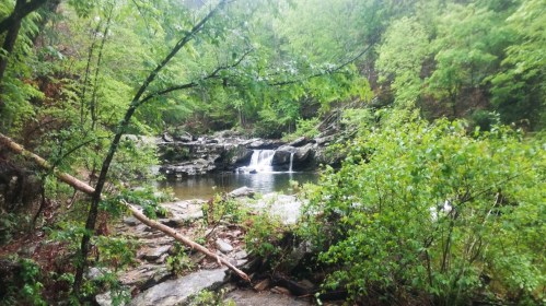 A serene forest scene featuring a small waterfall cascading into a tranquil pool, surrounded by lush greenery.