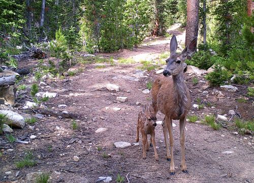 A deer and her fawn stand on a forest path surrounded by trees and rocks.