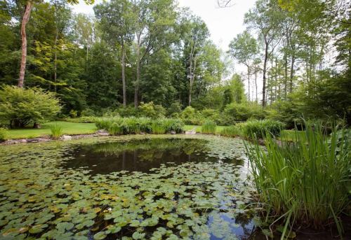 A serene pond surrounded by lush greenery and trees, with lily pads floating on the water's surface.