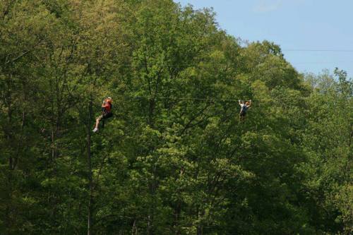 Two people ziplining through a lush green forest on a sunny day.