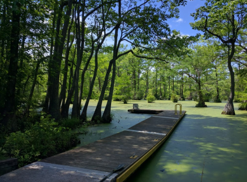 A wooden dock extends into a green, swampy area surrounded by lush trees under a clear blue sky.