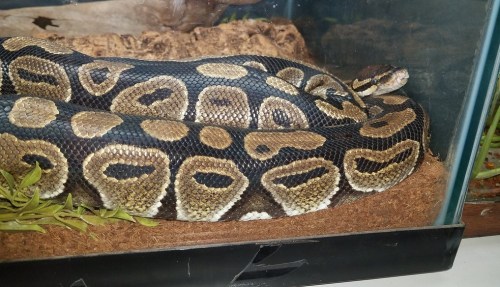 A close-up of a coiled snake with a patterned skin, resting in a terrarium with natural substrate and greenery.