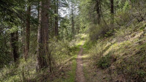 A narrow dirt path winds through a lush green forest with tall trees and underbrush on either side.