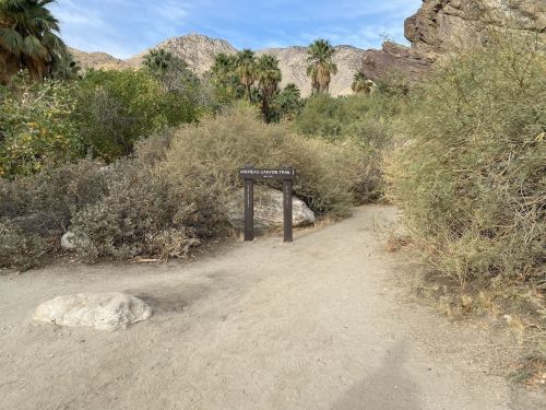 Sign for Andreas Canyon Trail surrounded by desert vegetation and rocky mountains under a clear blue sky.