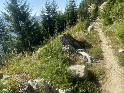 A scenic hiking trail surrounded by tall trees and wildflowers, with rocky outcrops and a clear blue sky above.