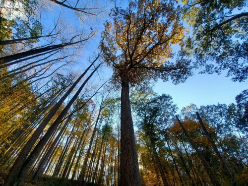 A view of tall trees with autumn leaves against a clear blue sky, captured from below in a forest.